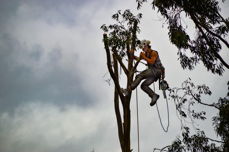 Couper les hautes branches d'un arbres